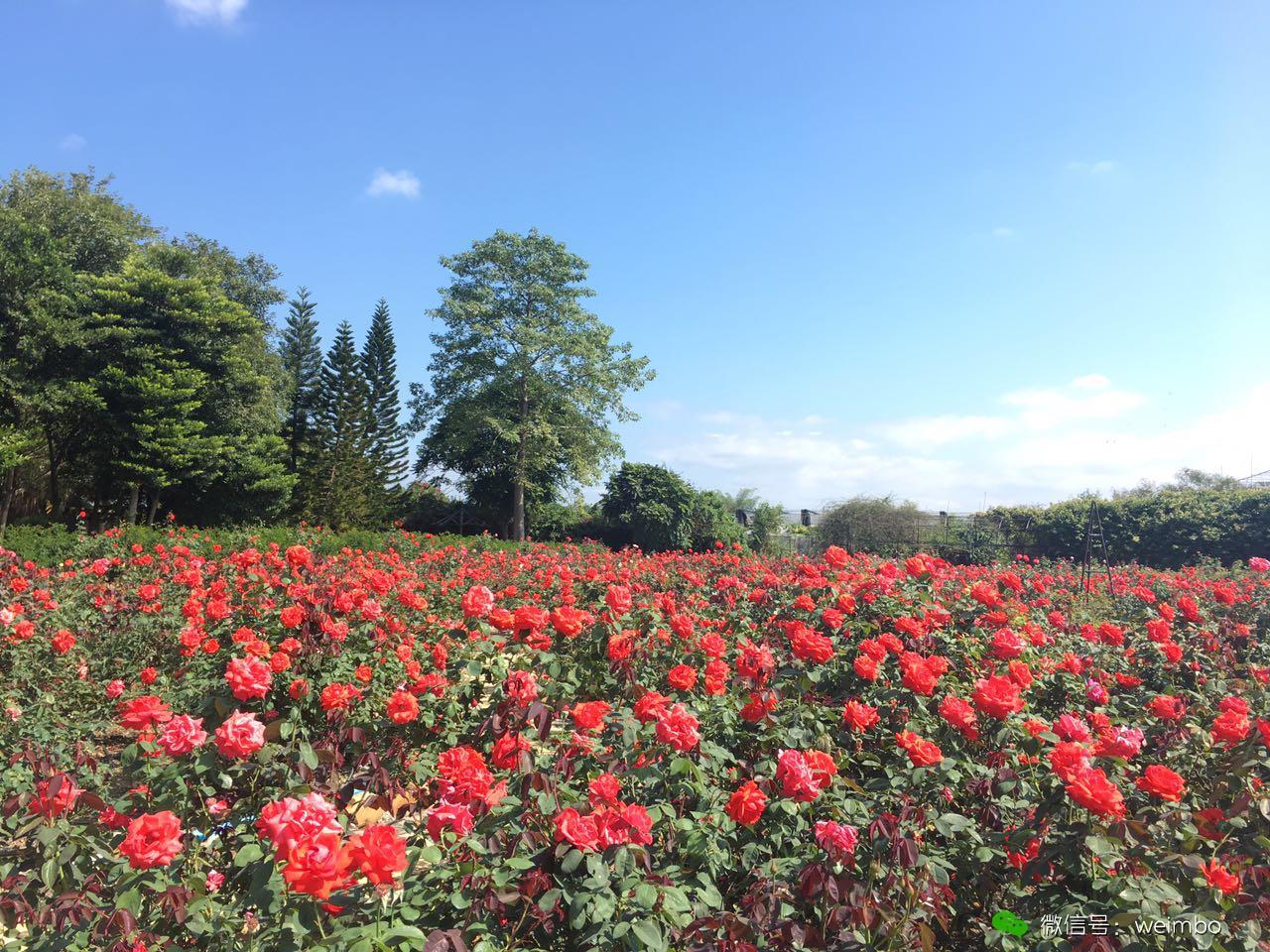 玫瑰花海